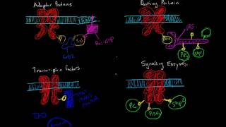 Proteins with SH2 or PTB domains that interact with Receptor Tyrosine Kinases [upl. by Haraj]