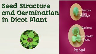 Dicot Seed Structure [upl. by Aninat]