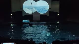 Dolfinarium Video2 Harderwijk Netherlands [upl. by Henrieta]