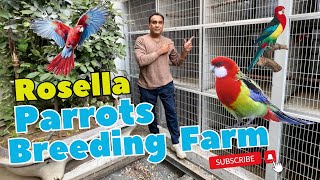 rosella breeding season  Rosella Breeding Season Full information  rosella parrot breeding [upl. by Yrrej704]