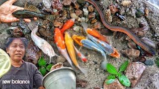 Menemukan Ikan Hias Disungai Ada Ikan Koi Lele Albino Ikan Koi Ikan Mas Koki Ikan Cupang Belut [upl. by Stephanus]