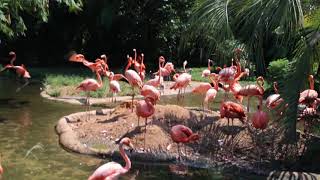 Awesome Flamingos and Audience React to Total Eclipse at Riverbanks Zoo in Columbia SC [upl. by Neville]