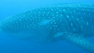 Galapagos Diving Whale Shark at Darwin [upl. by Nerad]