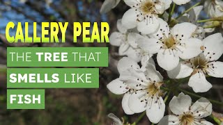 Callery Pear  The Tree That Smells Like Fish [upl. by Stretch71]