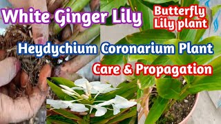 🔴White Ginger Lily  Butterfly Lily plant  Heydychium Coronarium Plant  Care And Propagation [upl. by Vi783]