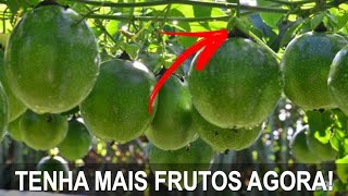 3° PODA DO MARACUJÁ  TENHA MAIS FRUTOS COM ESSA DICA [upl. by Brezin]