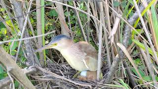 Amazing Bittern Birds Nest [upl. by Latsirk]