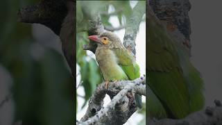 The Quirky BrownHeaded Barbet India’s Most Colorful Bird [upl. by Southworth]