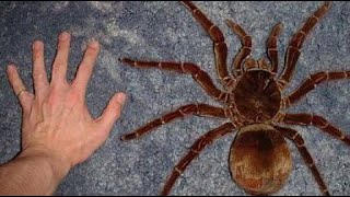 Rare and Dangerous The Worlds Most Venomous Spiders [upl. by Snahc543]