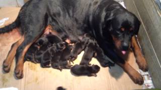 Filhotes de Rottweiler a venda [upl. by Anayrb]