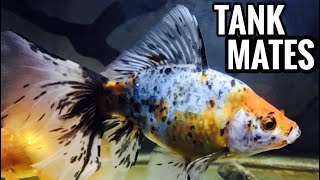 Top 3 Shubunkin Goldfish Tank Mates [upl. by Yeldarb]