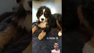 like and comment One month Vs one year transformation youtubshorts cutedoglover doglovercute [upl. by Daugherty]