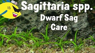 Dwarf Sagittaria Plant Profile Dwarf Sagittaria Carpet [upl. by Ramona]