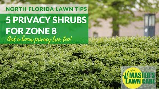 5 Great Privacy Shrubs in North Florida Landscapes Zone 8 [upl. by Ron413]