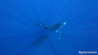 Le chant des baleines  île de La Réunion [upl. by Irab]