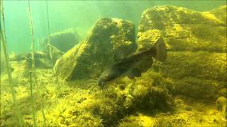 Brown bullhead catfish 01 Horned pout Ameiurus nebulosus Merrymeeting Lake NH [upl. by Aranaj510]