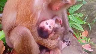 mother monkey kiss its sonteamseas [upl. by Ramed]