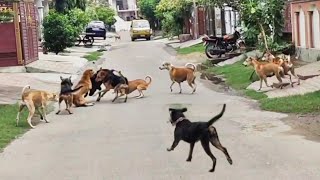 Real Street dogs attack on Rottweiler amp 2German shepherd [upl. by Eerahc]