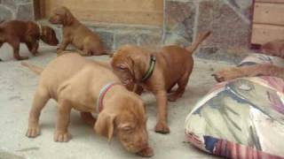 Zöldmáli Wirehaired Vizsla pups [upl. by Elkraps]