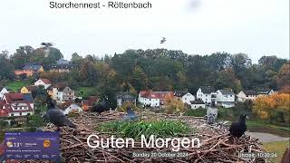 2024 10 20 Storchennest Röttenbach Guten Morgen 🐦🐦 und schönen Sonntag aus Röttenbach 🐦🐦 🤣🤣🤣 [upl. by Noel]