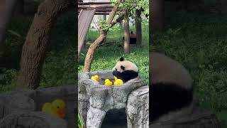 Relax funnyanimals funnyshorts funnyclips [upl. by Aratak]