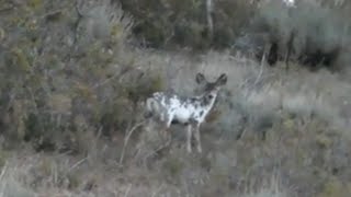 Rare Piebald Mule Deer [upl. by Grega]