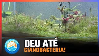 AQUÁRIO PLANTADO de Guppys COM DOIS MESES  FALANDO SOBRE ALGAS NUTRIENTES E FERTILIZAÇÃO LÍQUIDA [upl. by Anirhtak131]