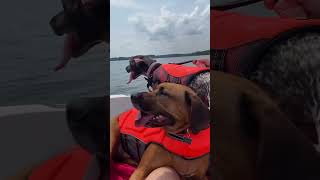 Boat Dogs waterdogs germanshorthairedpointer rhodesianridgeback clarkshilllake fun cute boat [upl. by Sosanna]