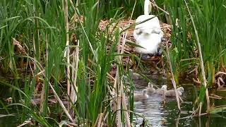 Swans and cygnets returning home [upl. by Giovanna]