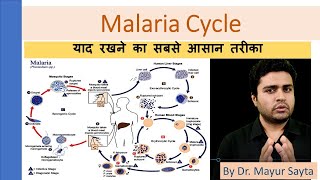 Malaria cycle [upl. by Maice118]