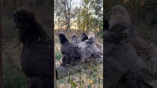 These silkies have been watching the sunset together on this fence post every evening chickens [upl. by Kattie]