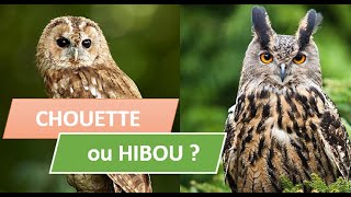 CHOUETTES OU HIBOUX  LES DIFFERENCES [upl. by Daphne]