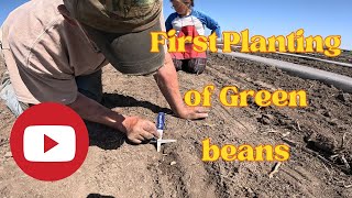 1st Green bean Planting Of 2024 [upl. by Adnovad]