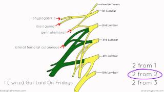 Lumbar Plexus  Structure and Branches  Anatomy Tutorial [upl. by Remos]