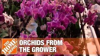 Getting Orchids from the Growers to Market Part 1  The Home Depot [upl. by Liag475]