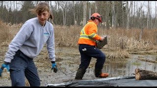 Removing Invasive Phragmites [upl. by Treva418]