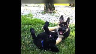 Sibling Puppies Playing Black German Shepherd Puppy Growling Barking amp Playing Dogs playing [upl. by Ellehcin531]