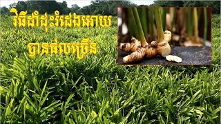 វិធីដាំដុះរំដេងអោយបានផលច្រើន Galangal Growing Techniques [upl. by Sillyhp]