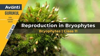 11B03  Plant Kingdom  Bryophytes Class 11  Moss  Reproduction in Bryophytes  Liverwort [upl. by Faux]