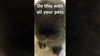 Do this with all your pets ￼ [upl. by Elvyn965]