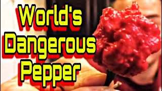 The Spiciest Pepper In The World [upl. by Noyek]