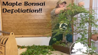 Japanese Maple Defoliation  Greenwood Bonsai [upl. by Ayhay830]