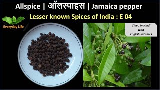 Allspice  ऑलस्पाइस  Jamaica pepper  Lesser known Spices of India EP 04  Everyday Life 13 [upl. by Claresta495]