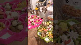 おせち料理みたいな犬のご飯ampデザートまとめ😋🍚【ボーダーコリー・オーストラリアンシェパード】 shorts [upl. by Eetnahs193]