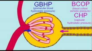 URINARY GLOMERULAR FILTRATION PRESSURES [upl. by Nebur]