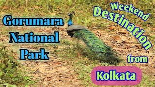 Gorumara National Park  Dooars Jungle Tour  Gorumara Jungle Safari [upl. by Laidlaw]