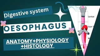 The oesophagus esophagus  Anatomy  physiology  Histology  full detail [upl. by Ahtinak820]