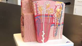 Corpuscle Nephron amp Kidney Model [upl. by Palecek]