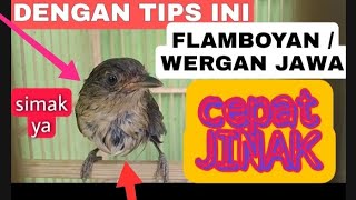 CARA MELATIH BURUNG FLAMBOYAN AGAR CEPAT JINAK [upl. by Norma]