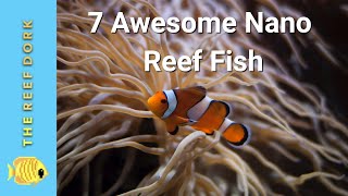 Top 7 Nano Reef Fish [upl. by Letizia]